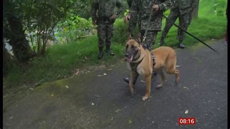 colombian children found dog